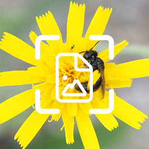 Gul blomma och bi med hörn av fyrkant och bild-ikon över. Foto och grafik