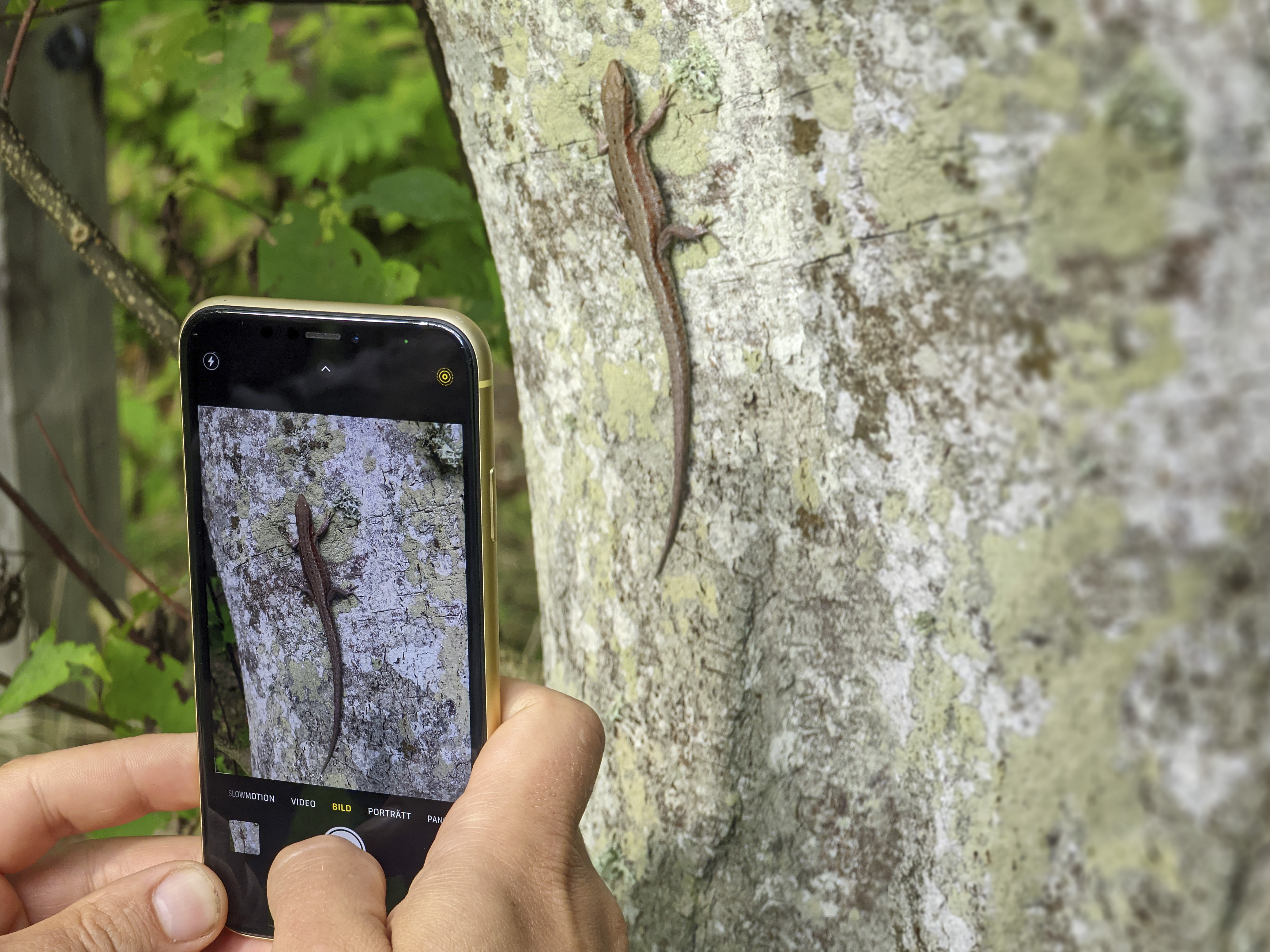Närbild på mobil som fotograferar ödla på stam. Foto