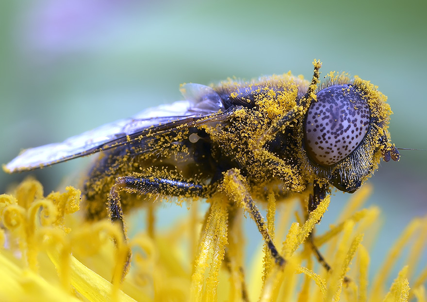Närbild av fluga som är täckt av gul pollen och sitter på blomma. Foto
