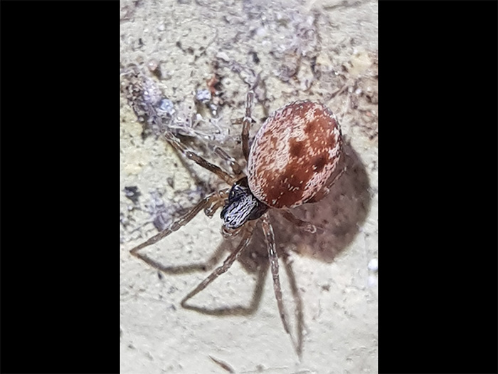 Spindel med svart huvud och rödaktig, större bakdel. Foto