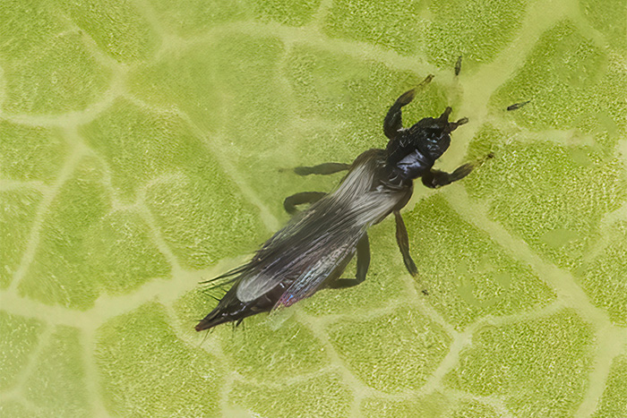 Svart, avlång insekt med transparenta, infällda vingar syns ovanifrån på grönt blad. Foto