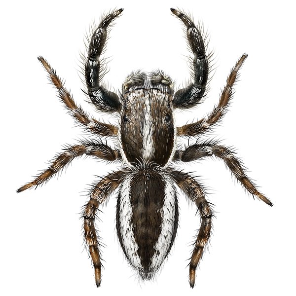 Illustration av spindel